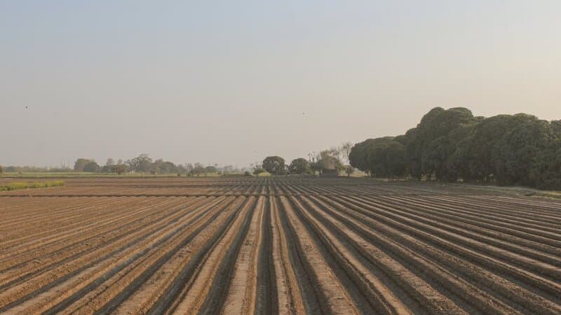 Agriculture & Environment